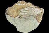 Crinoid (Macrocrinus) Fossil - Crawfordsville, Indiana #126178-1
